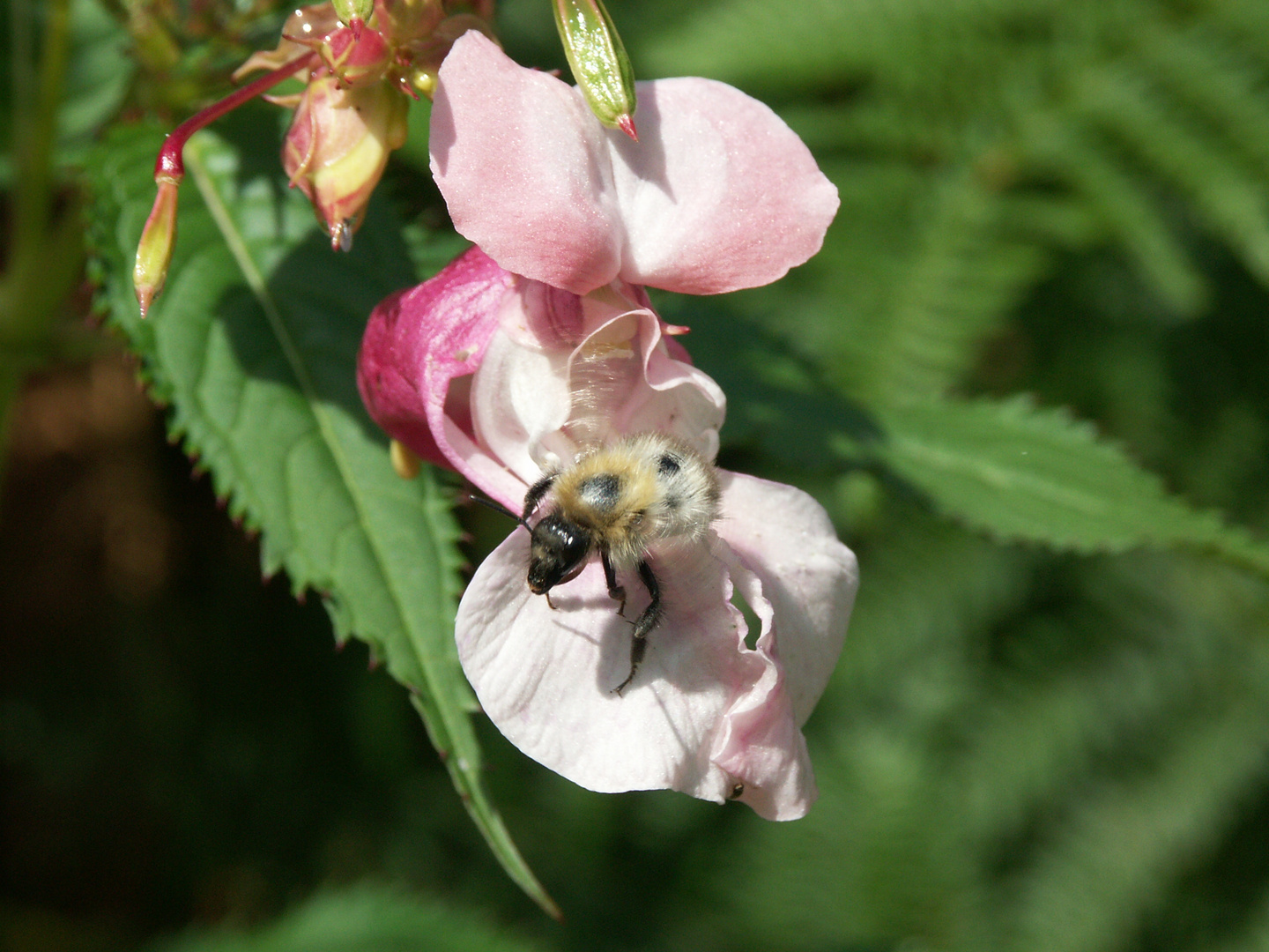 Der Brummer in der Blüte