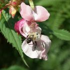 Der Brummer in der Blüte