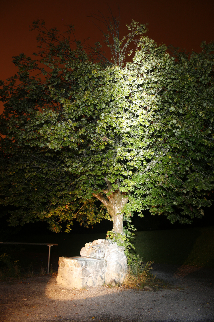 Der Brunnen unter dem Baum