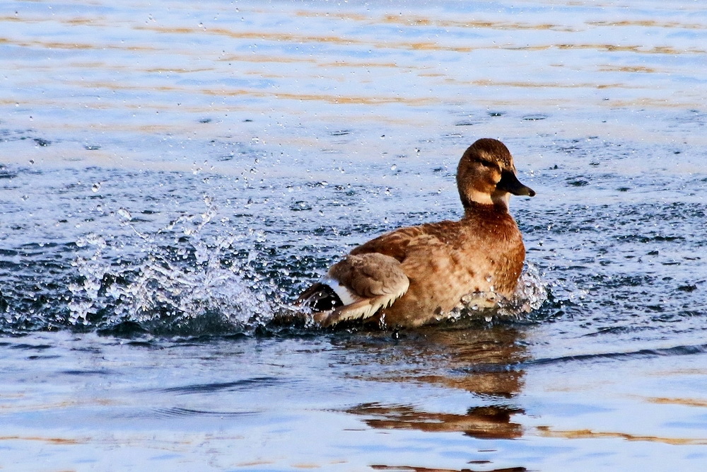 der Brustschwimmer