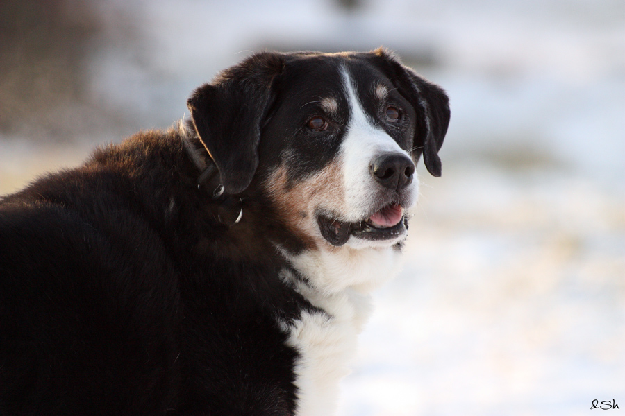 Der Bub' im Schnee