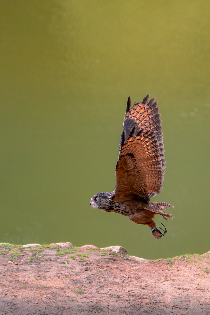 Der Bubo Bubo