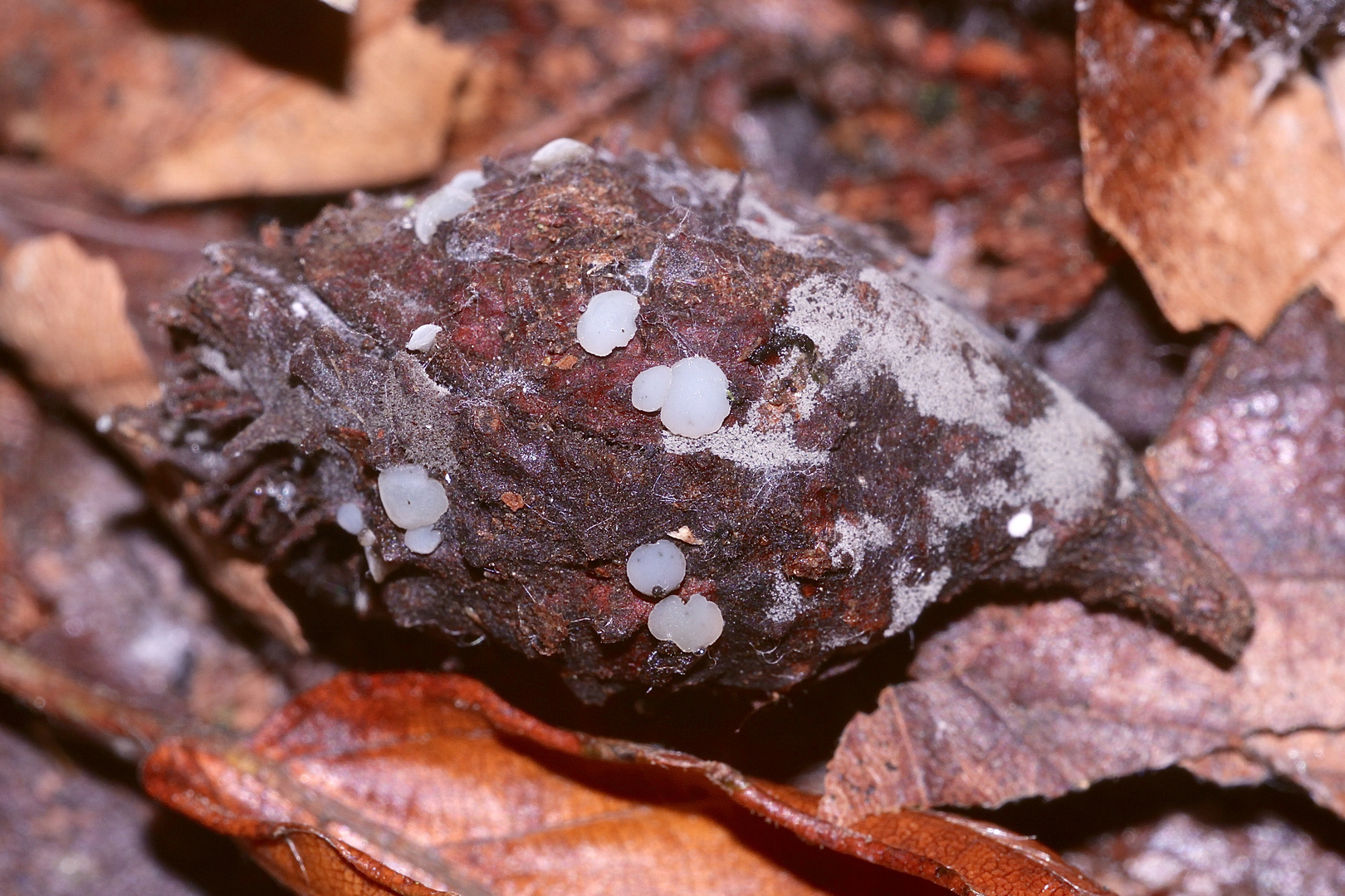 Der Bucheckernbecherling (Hymenoscyphus fagineus) I