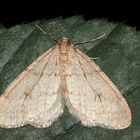 Der Buchen-Frostspanner (Operophtera fagata) ...