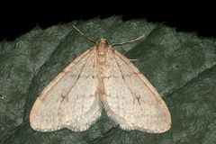 Der Buchen-Frostspanner (Operophtera fagata) ...