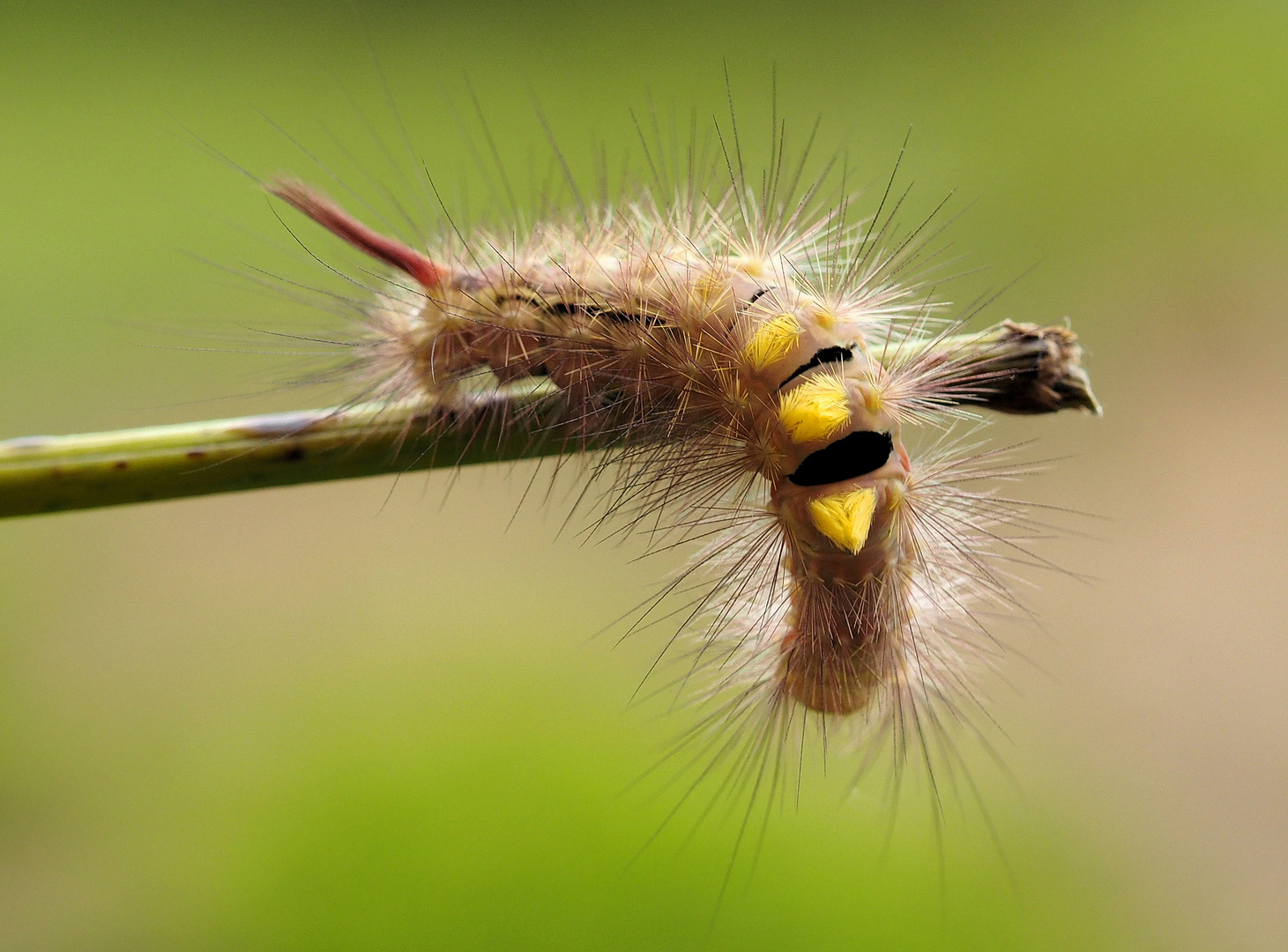 Der Buchen Streckfuß streckt sich Foto & Bild fotos, natur