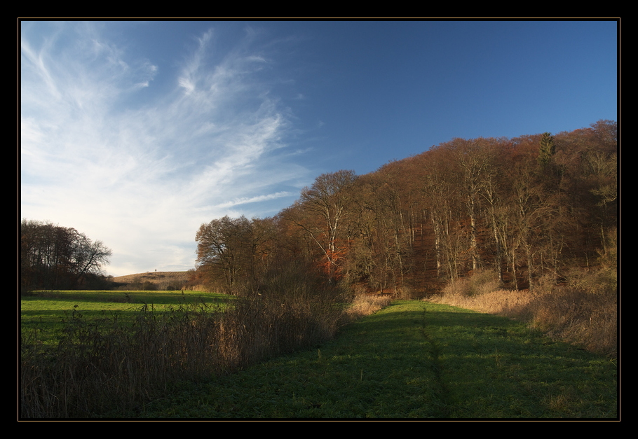 Der Buchenberg