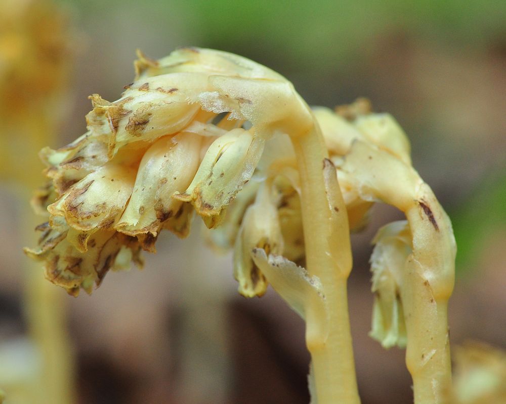 Der Buchenspargel (Hypopitys monotropa agg.)