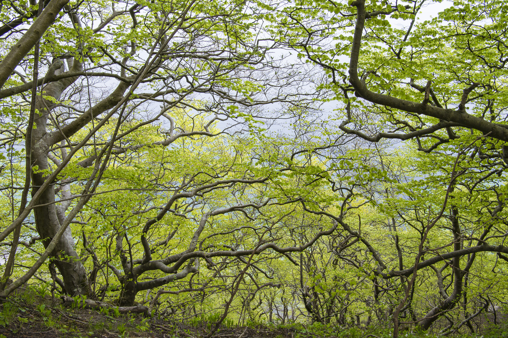 Der Buchenwald auf Mön - Ein Wunder der Natur!