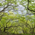 Der Buchenwald auf Mön - Ein Wunder der Natur!