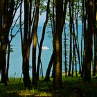 Der Buchenwald im Abendlicht auf Rügen