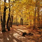 Der Buchenwald strahlt im Sonnenlicht, der Herbst zeigt in seiner schönsten Form.