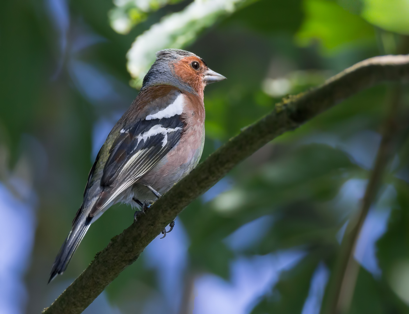 Der Buchfink ... Foto & Bild | finken, natur, tiere Bilder auf ...