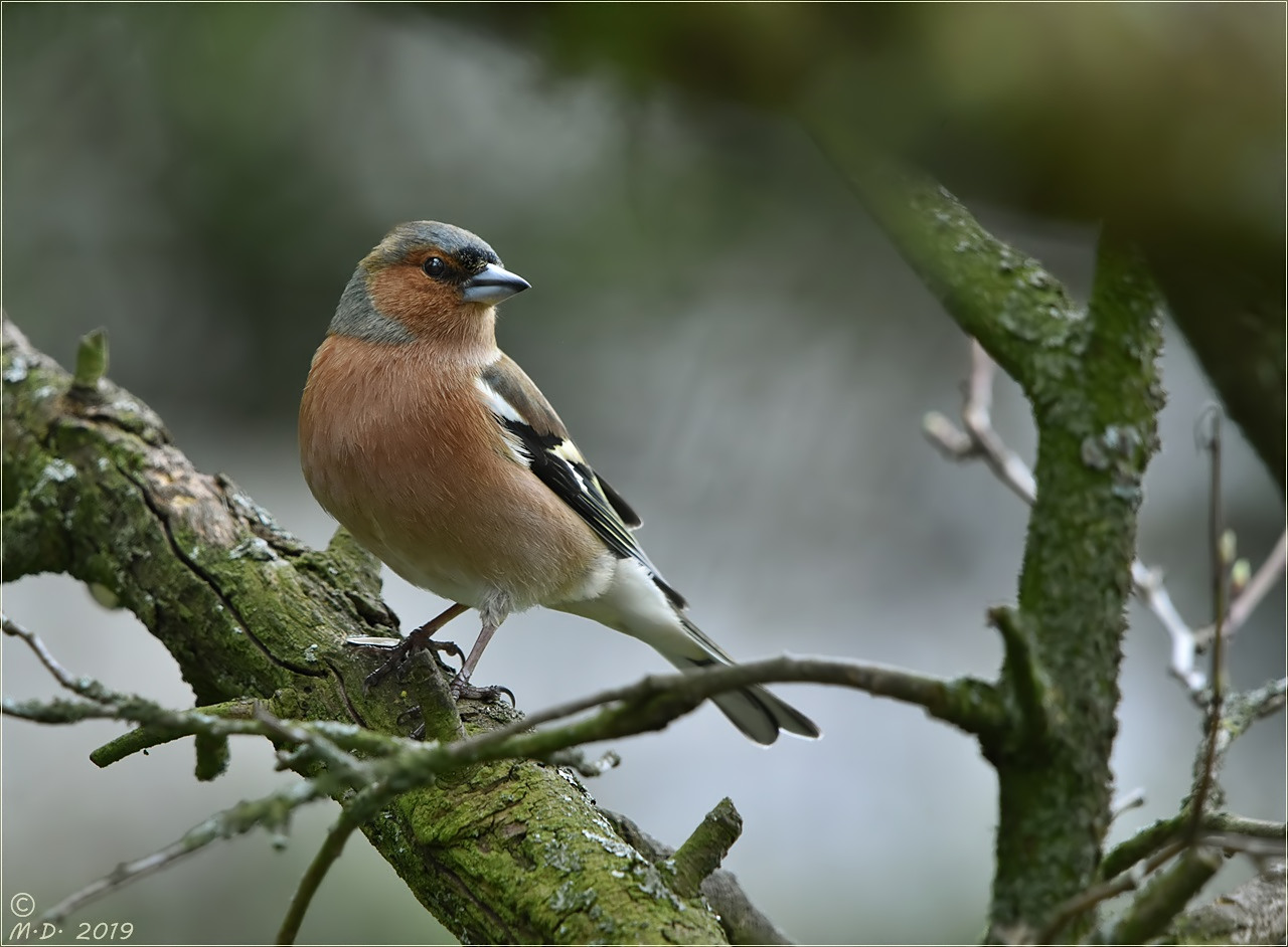 Der Buchfink Foto & Bild tiere, wildlife, wild lebende vögel