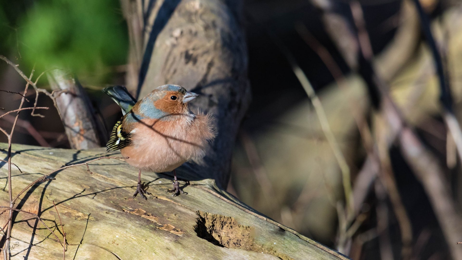 Der Buchfink (Fringella coelebs) 