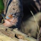 Der Buchfink (Fringella coelebs) 