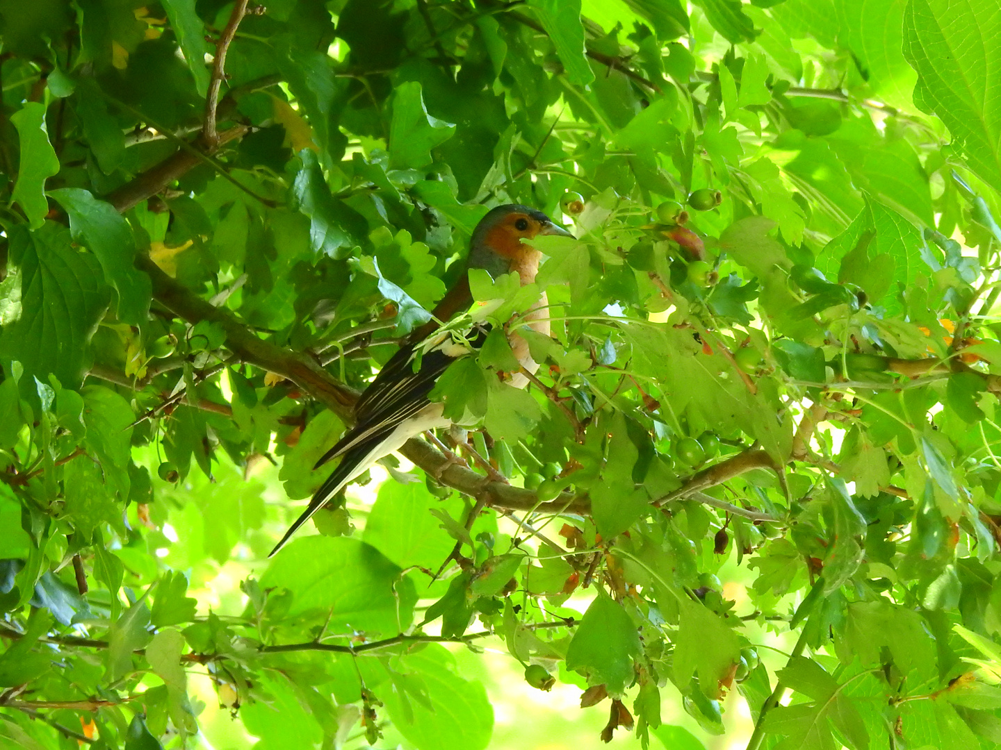 Der Buchfink (Fringilla coelebs) (18)