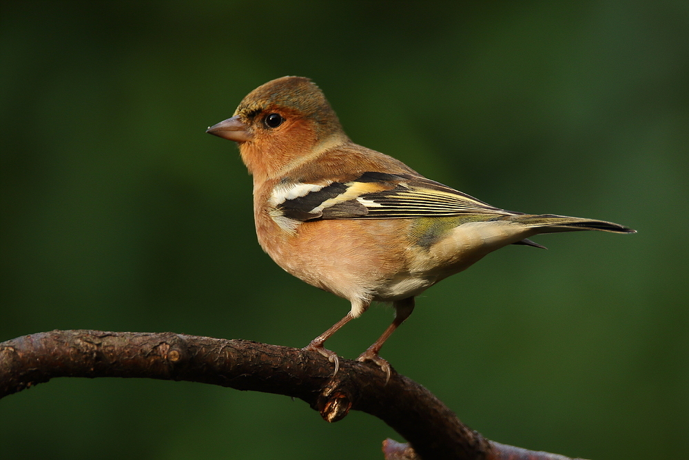 Der Buchfink (Fringilla coelebs)