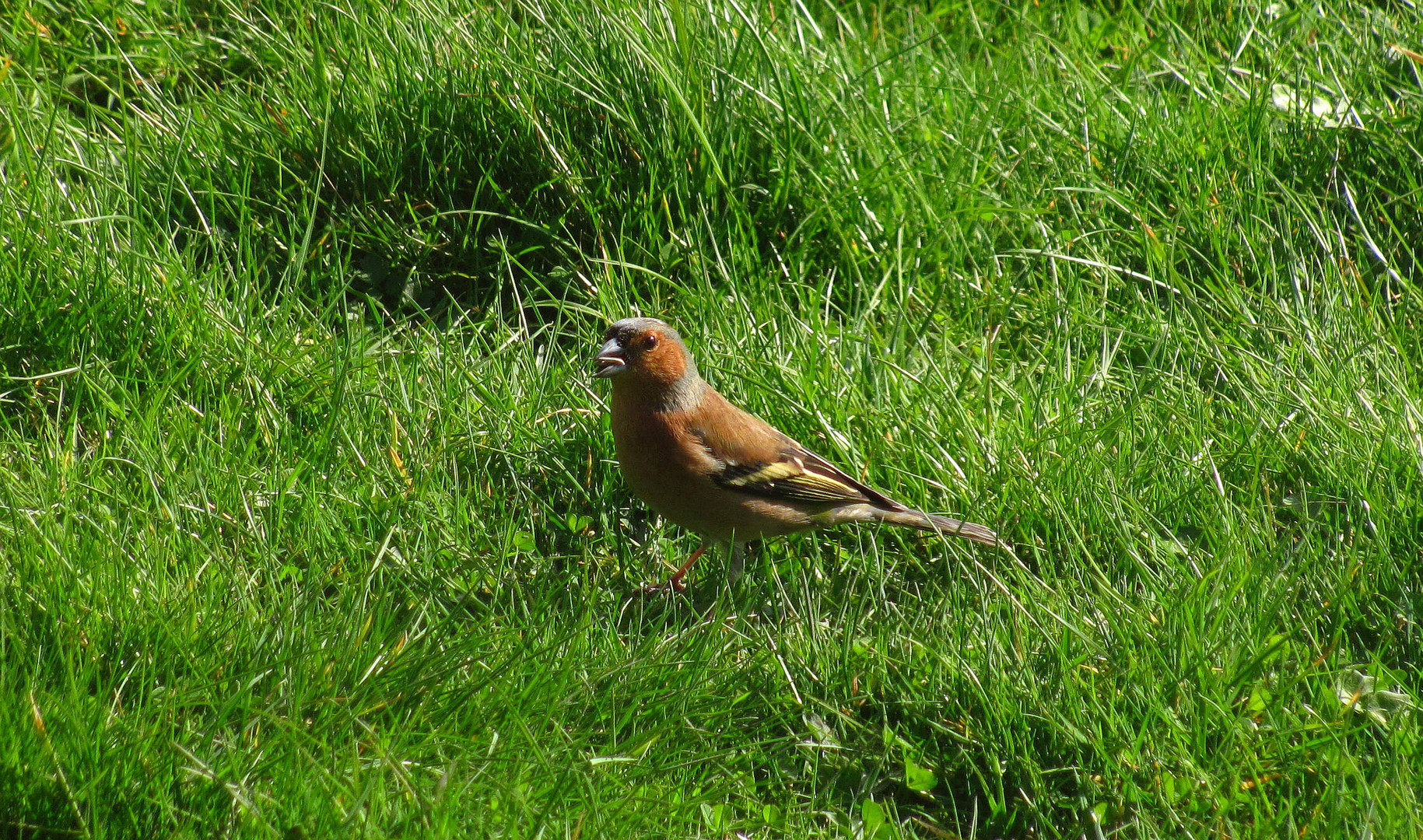 Der Buchfink (Fringilla coelebs)