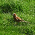 Der Buchfink (Fringilla coelebs)