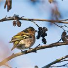 Der Buchfink (Fringilla coelebs) bediente sich . . .