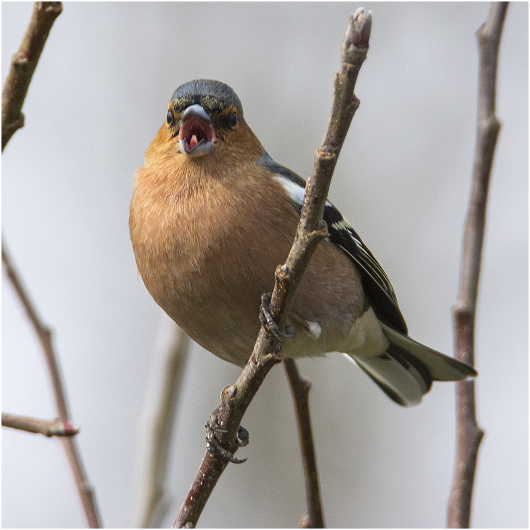 Der Buchfink (Fringilla coelebs) schmetterte sein Lied . . .