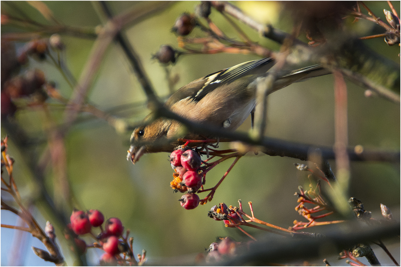 Der Buchfink (Fringilla coelebs) turnte . . .