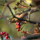 Der Buchfink (Fringilla coelebs) turnte . . .