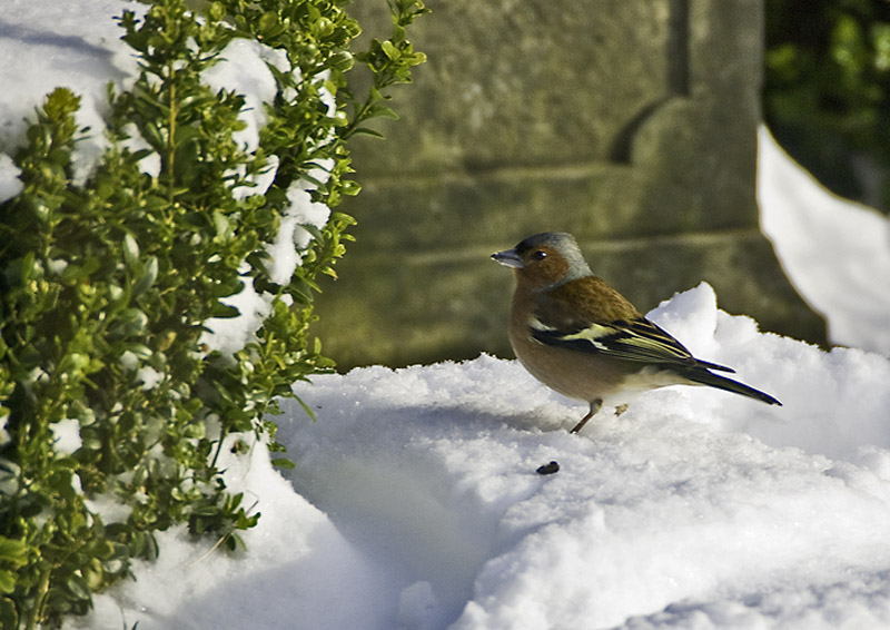 Der Buchfink im Schnee