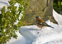 Der Buchfink im Schnee