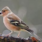 Der Buchfink könnte zu meinem Lieblingsvogel werden