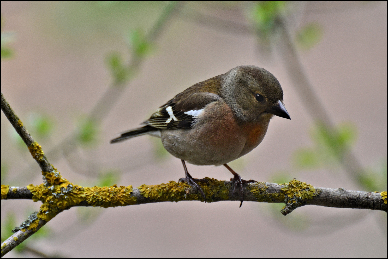 Der Buchfink......(Weibchen)