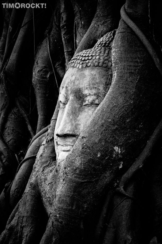 DER BUDDHA IM BAUM