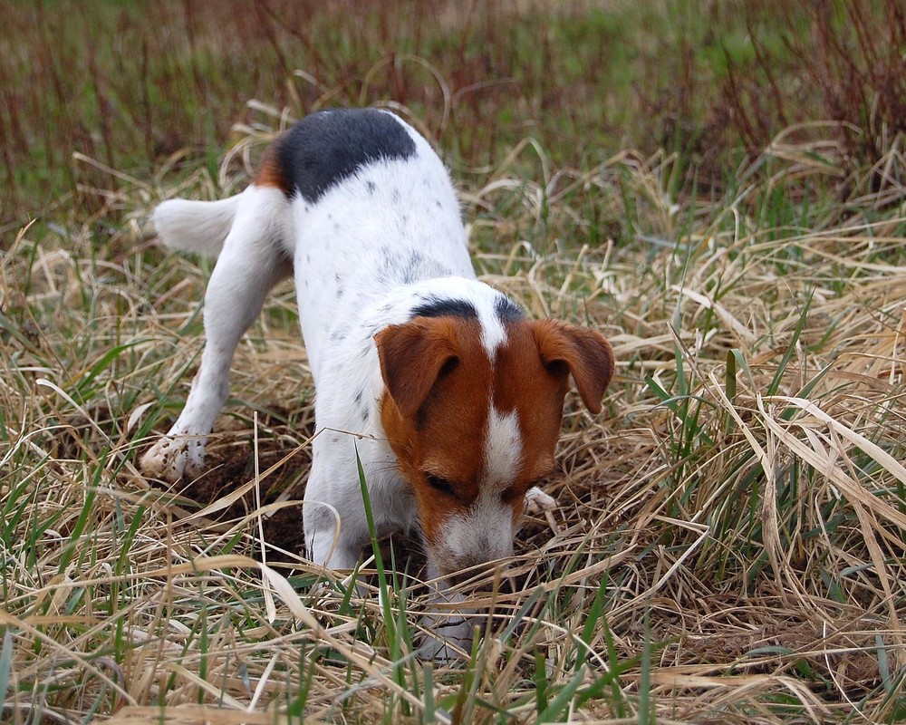 der buddler Foto & Bild tiere, haustiere, hunde Bilder auf fotocommunity