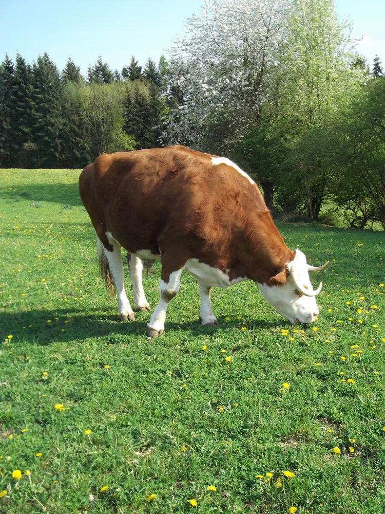 Der Bulle Foto & Bild fotos, landschaften, natur Bilder auf