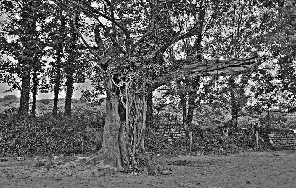 Der "Bullenbaum von Cornwall" - oder "der Baum der Erkenntnis"