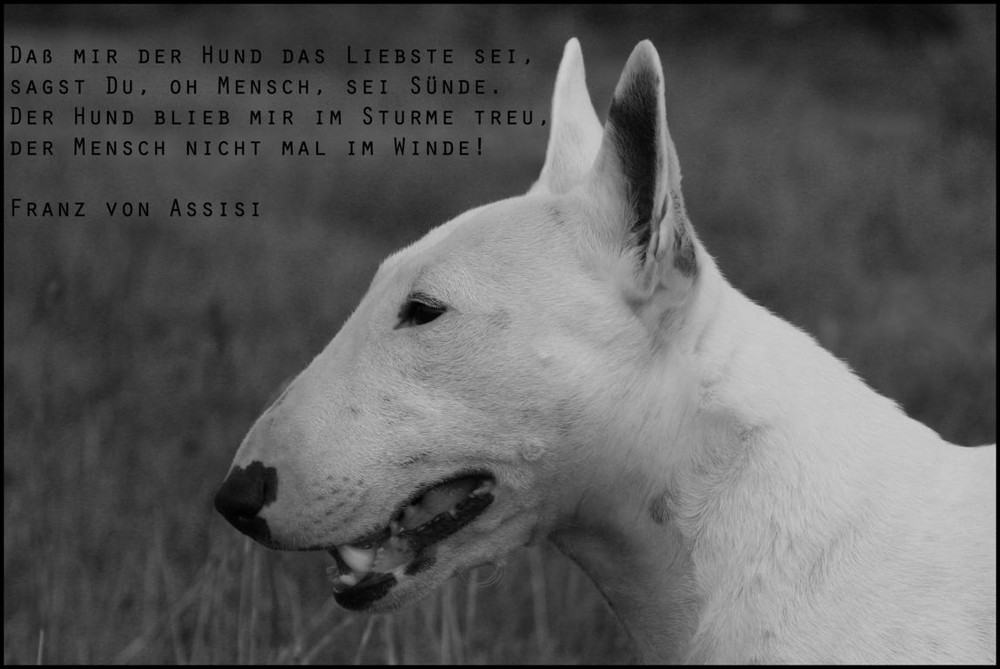 Der Bullterrier...