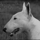 Der Bullterrier...