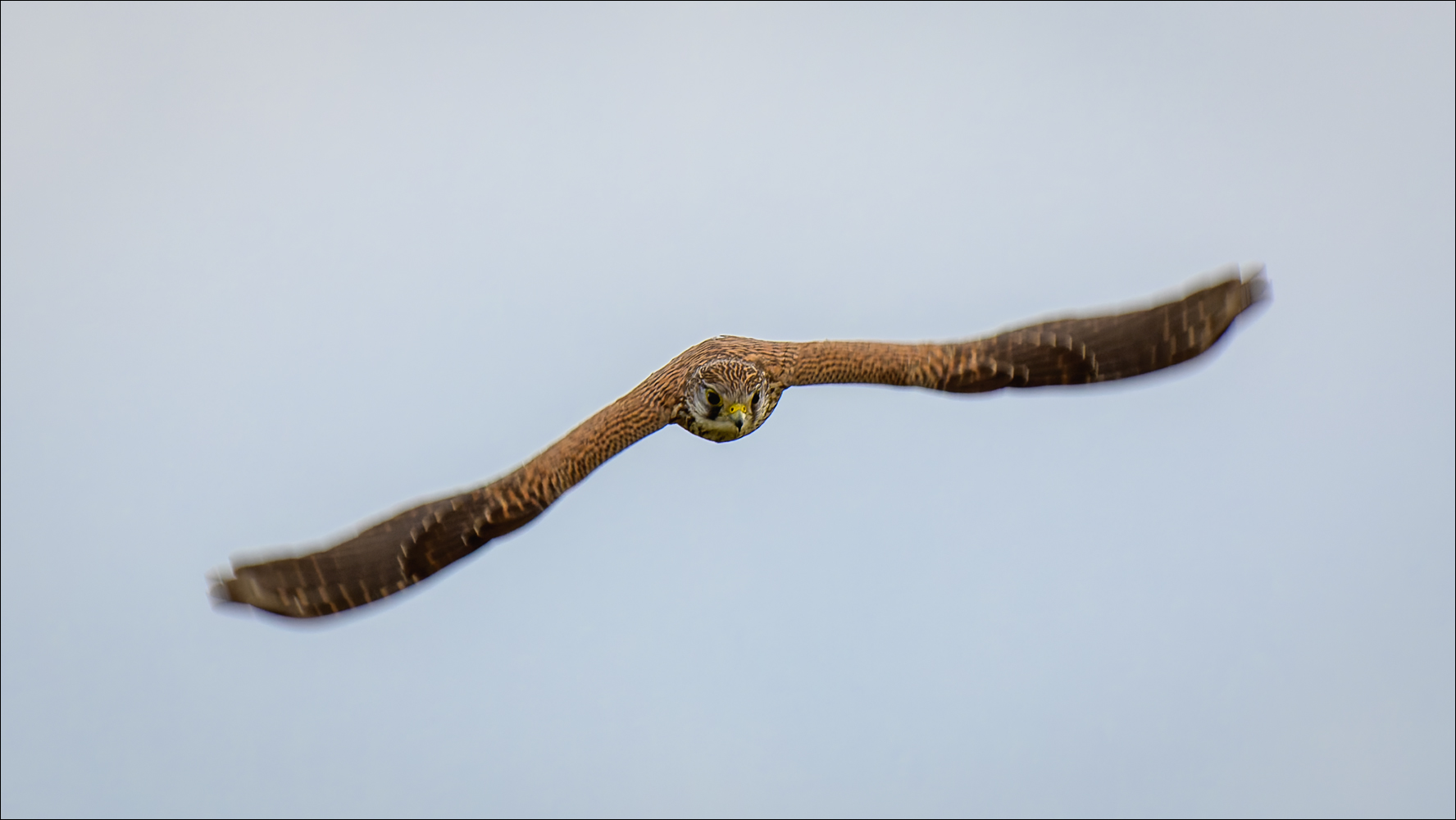 Der Bumerang Foto & Bild natur, tiere, wildlife Bilder auf