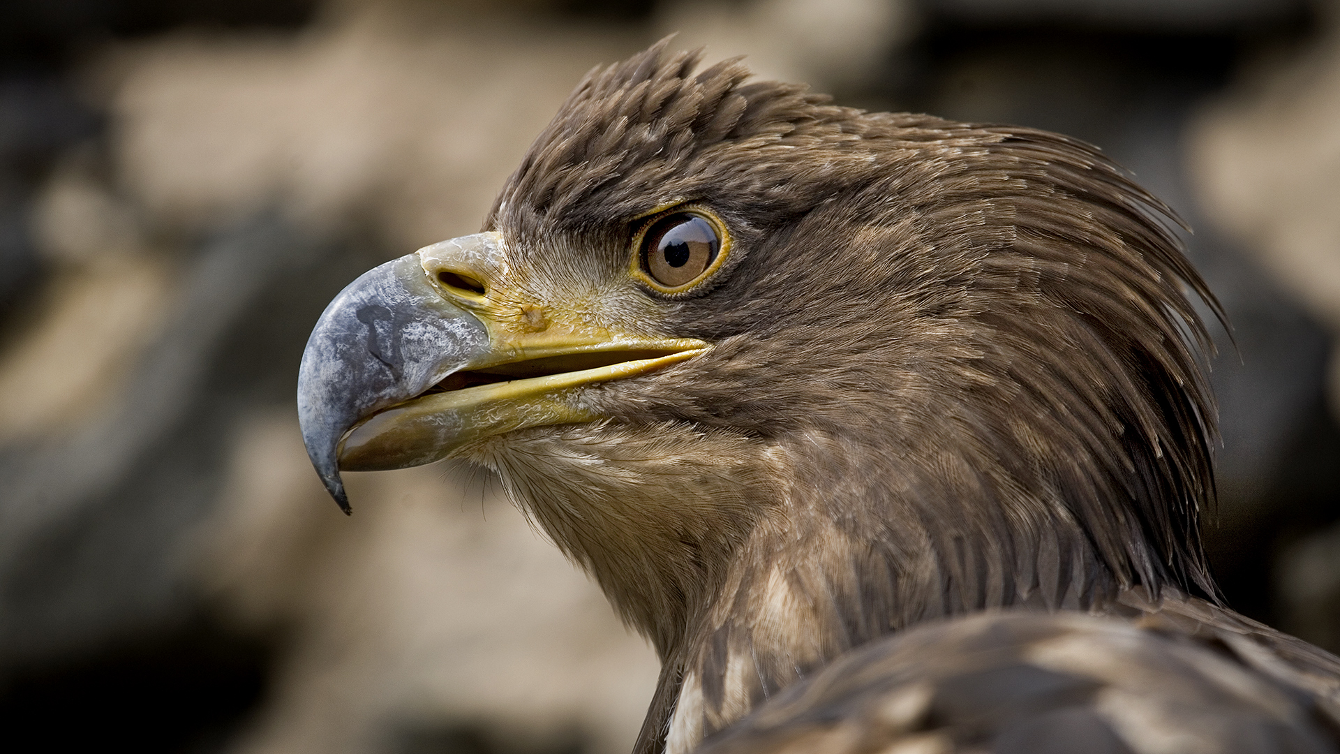 Der bundesdeutsche WAPPENVOGEL