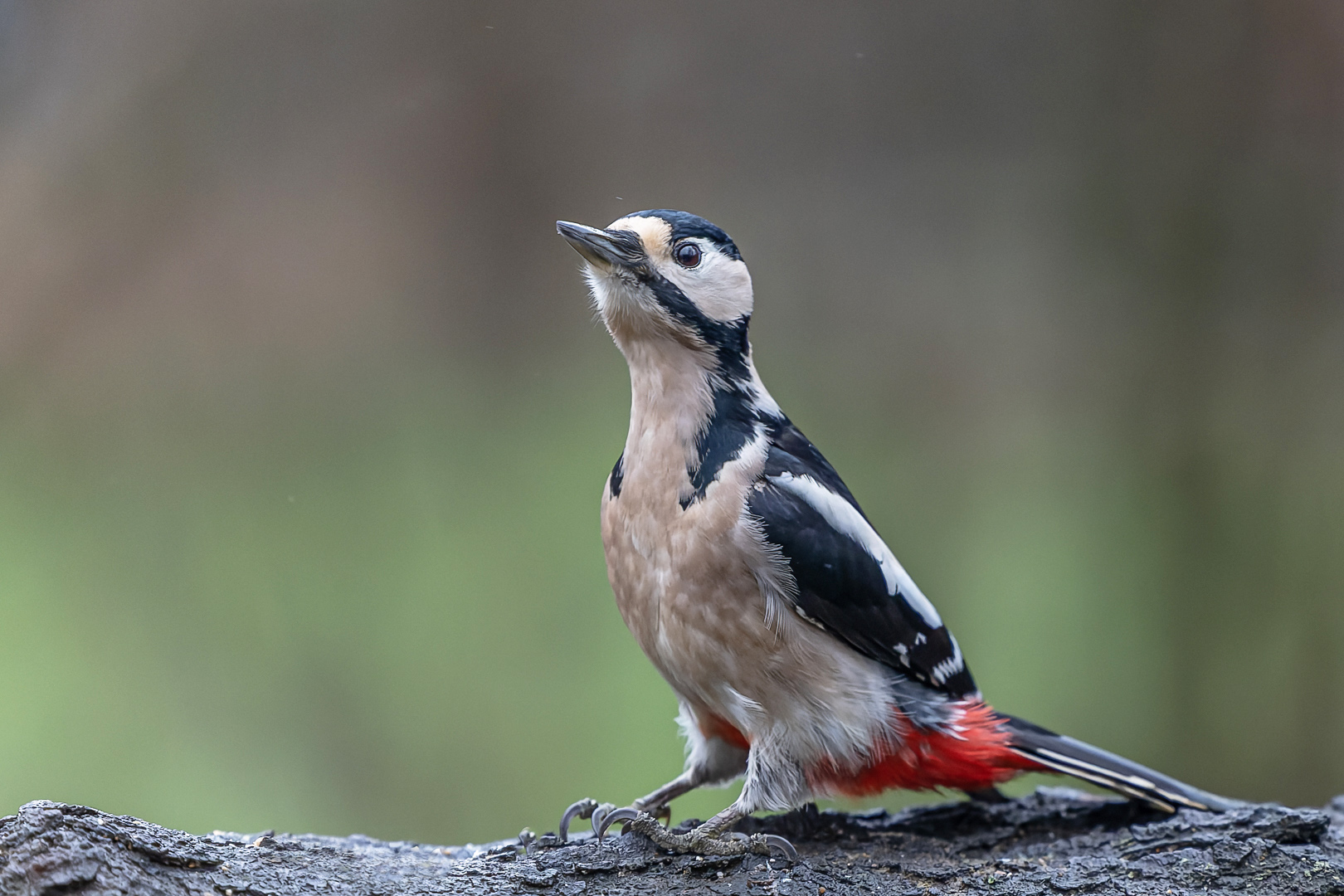 Der Bunte Foto & Bild | tiere, wildlife, wild lebende vögel Bilder auf