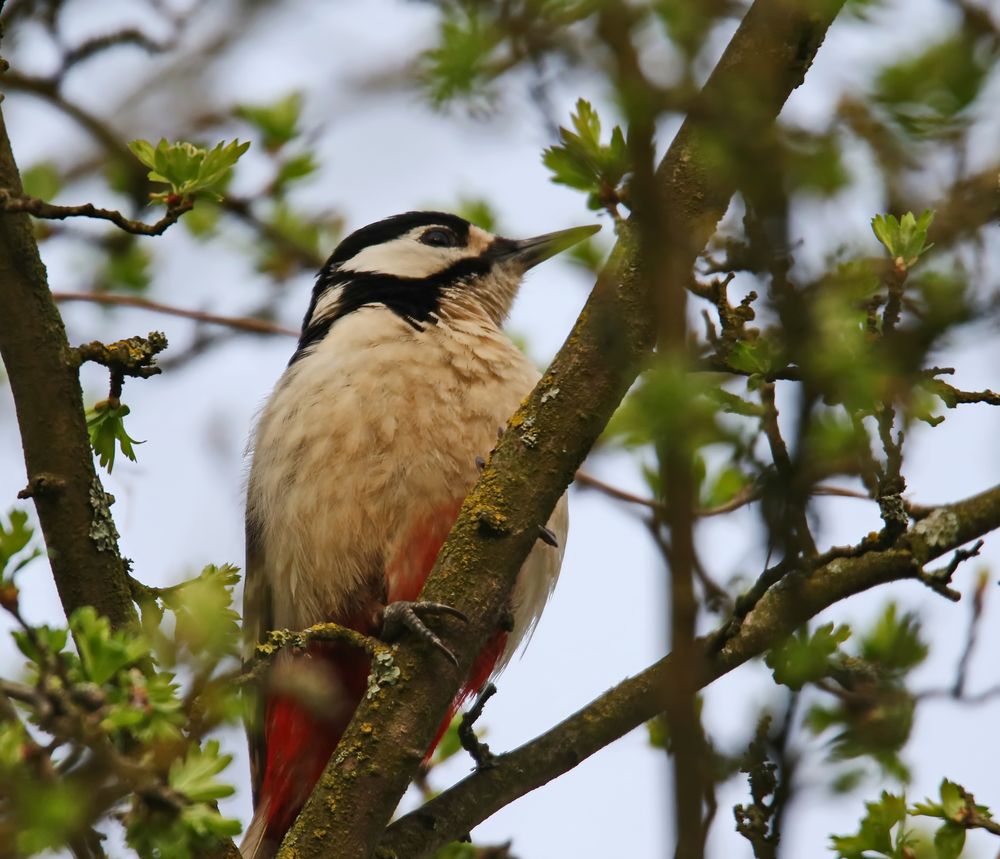 der Bunte Foto & Bild | natur, tiere, vögel Bilder auf fotocommunity