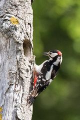 Der Bunte am Baum