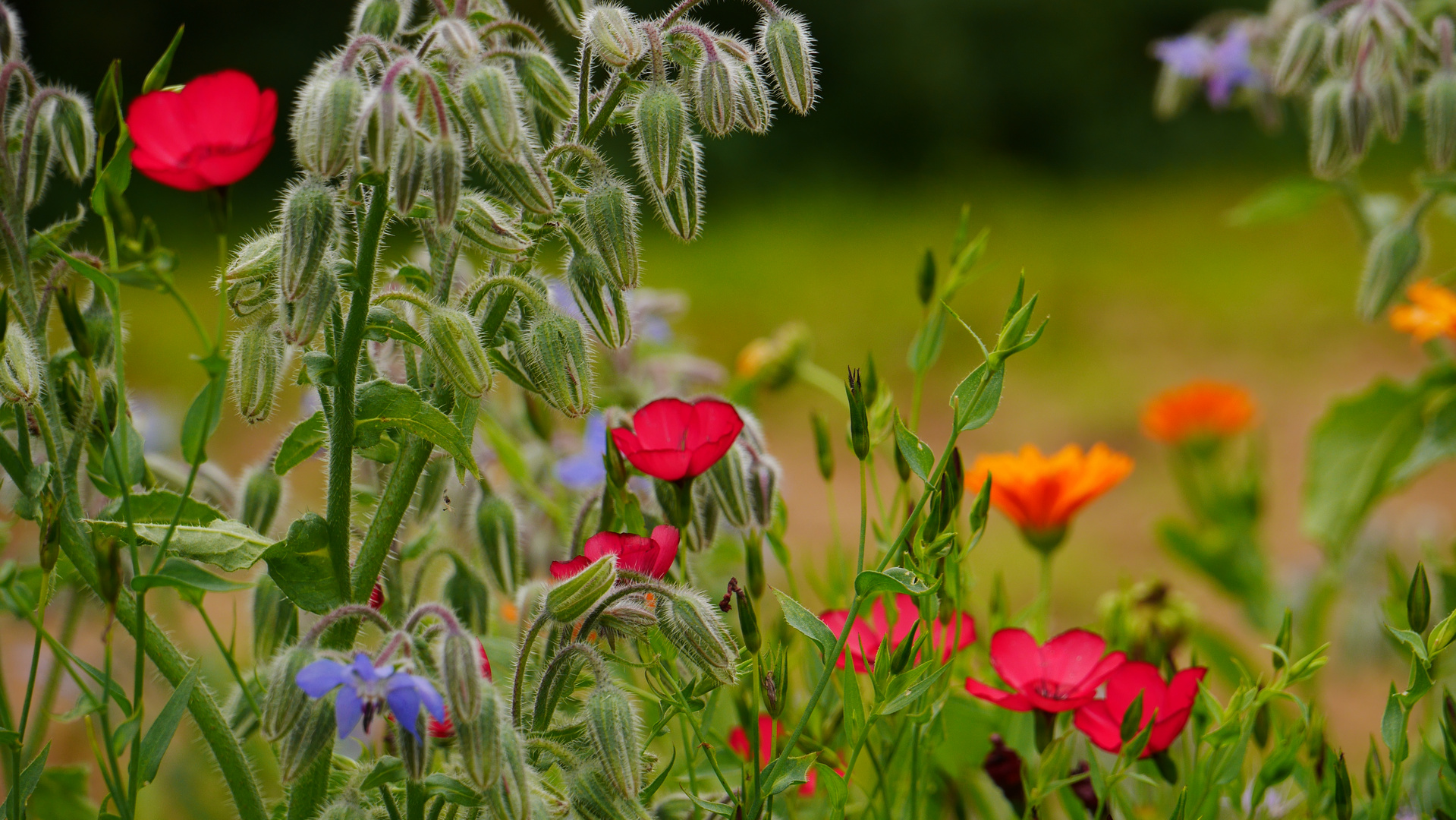 Der bunte August