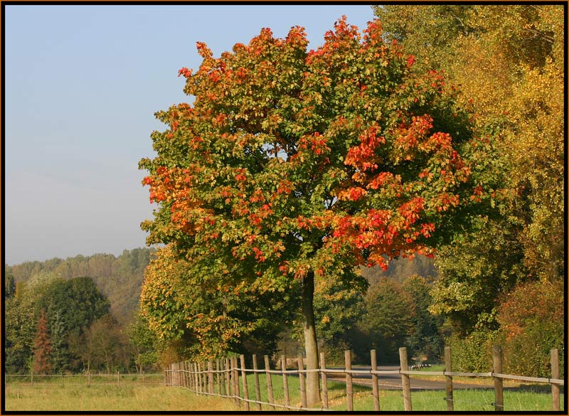 Der bunte Baum...