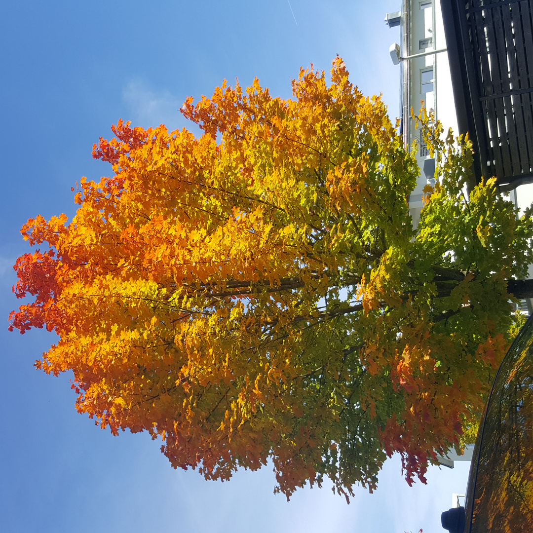 Der bunte Baum 