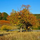 Der bunte Baum - DCA_0985