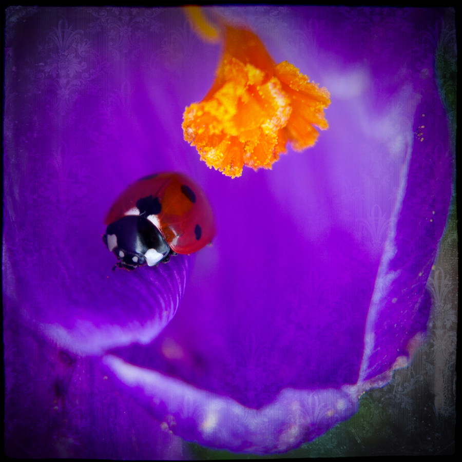 Der bunte Garten ...