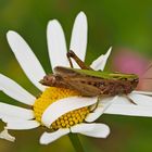 Der Bunte Grashüpfer (Omocestus viridulus) liebt schöne Blumen! - Elle aime les belles fleurs...