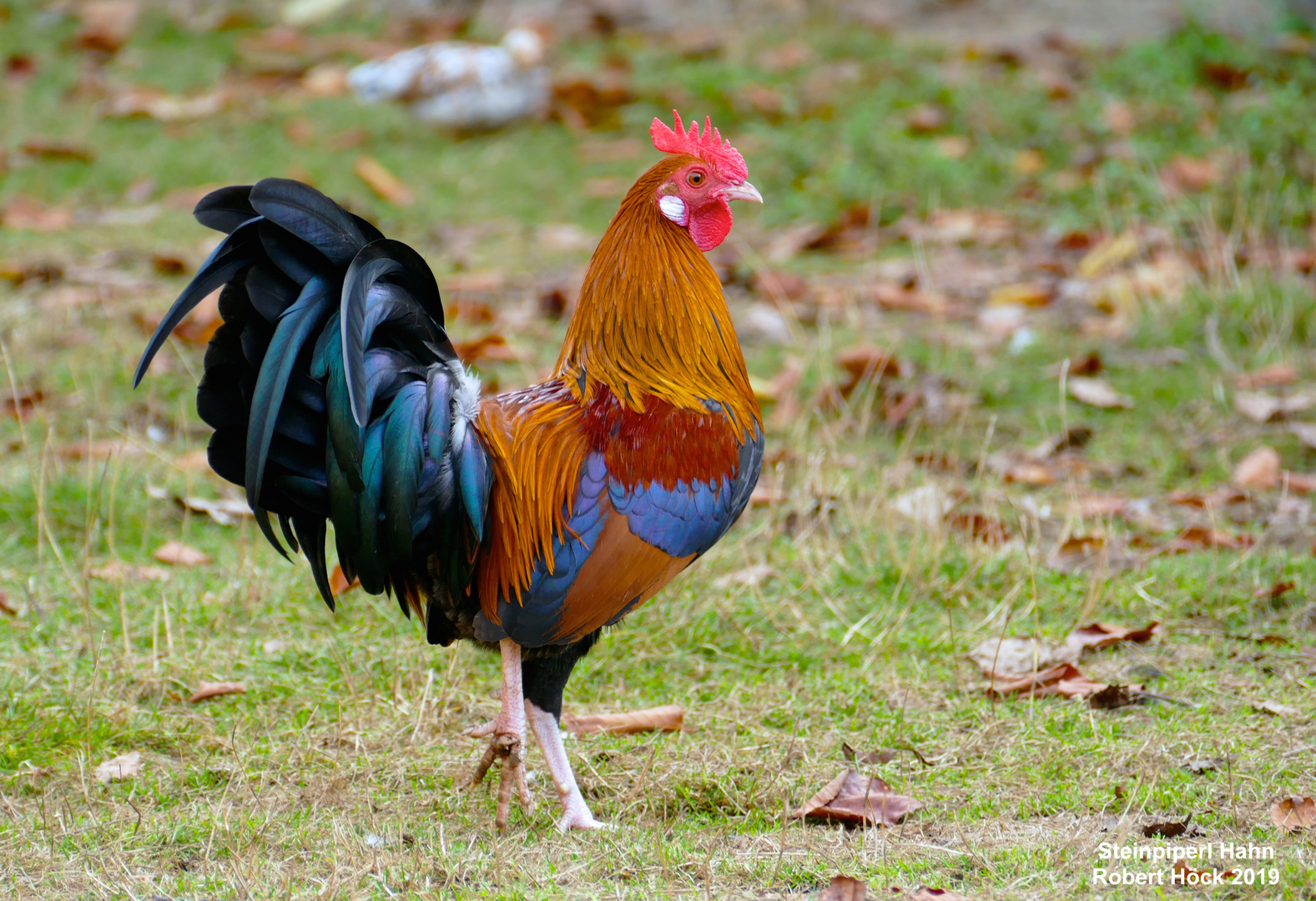 Der bunte Hahn aus alten Zeiten - Steinpiperl Gockel in Wildfarbig, Hühner, Zwerghuhn